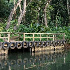 Fern Grotto River Bank