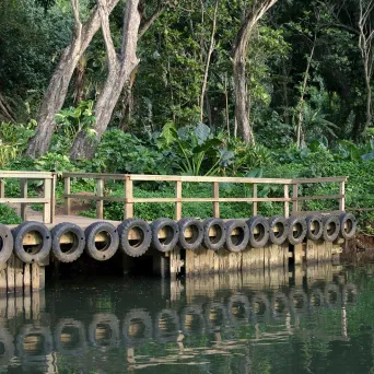 Fern Grotto River Bank