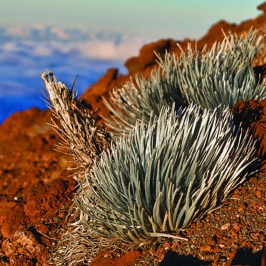 Haleakala plant