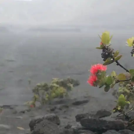 Lava Lehua