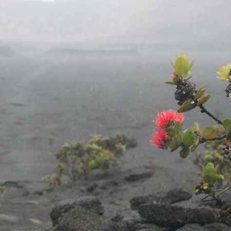 Lava Lehua