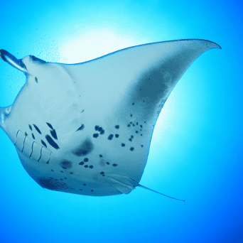 manta ray at night