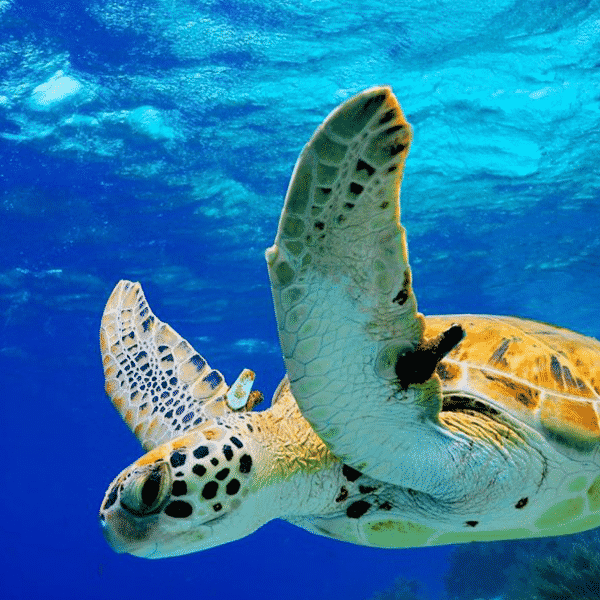 a turtle swimming under water