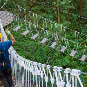kohala canopy bridge
