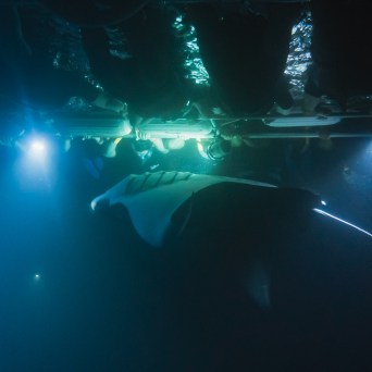 swimmers with manta ray