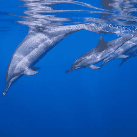dolphins in the water