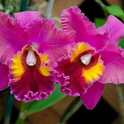 PolyAd - Akatsuka Flowers