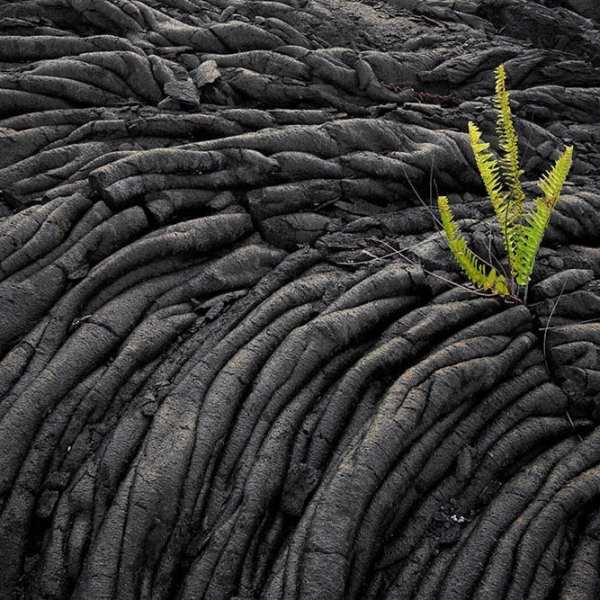 PolyAd - Dried Volcanic Lava