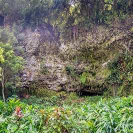 PolyAd - Fern Grotto