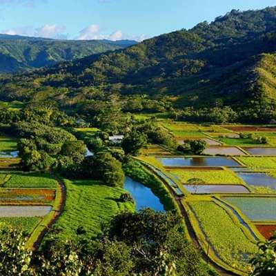 PolyAd - Hanalei Valley farms