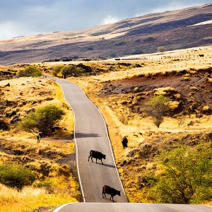 PolyAd - Road with Cows