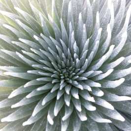 PolyAd - Silversword Plant closeup