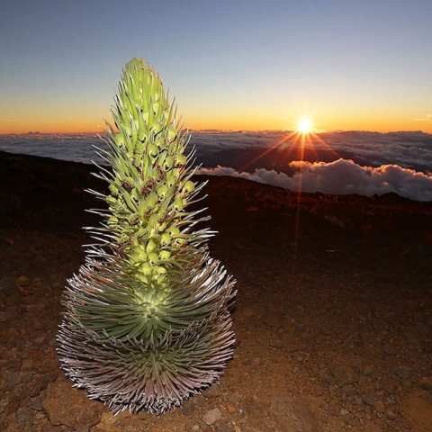 PolyAd - Silversword plant sunset