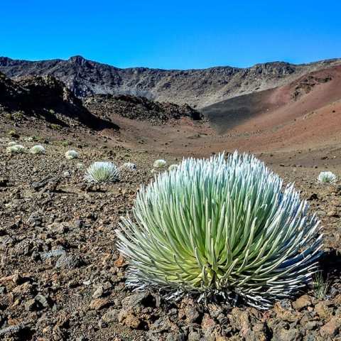 PolyAd - Silversword plant