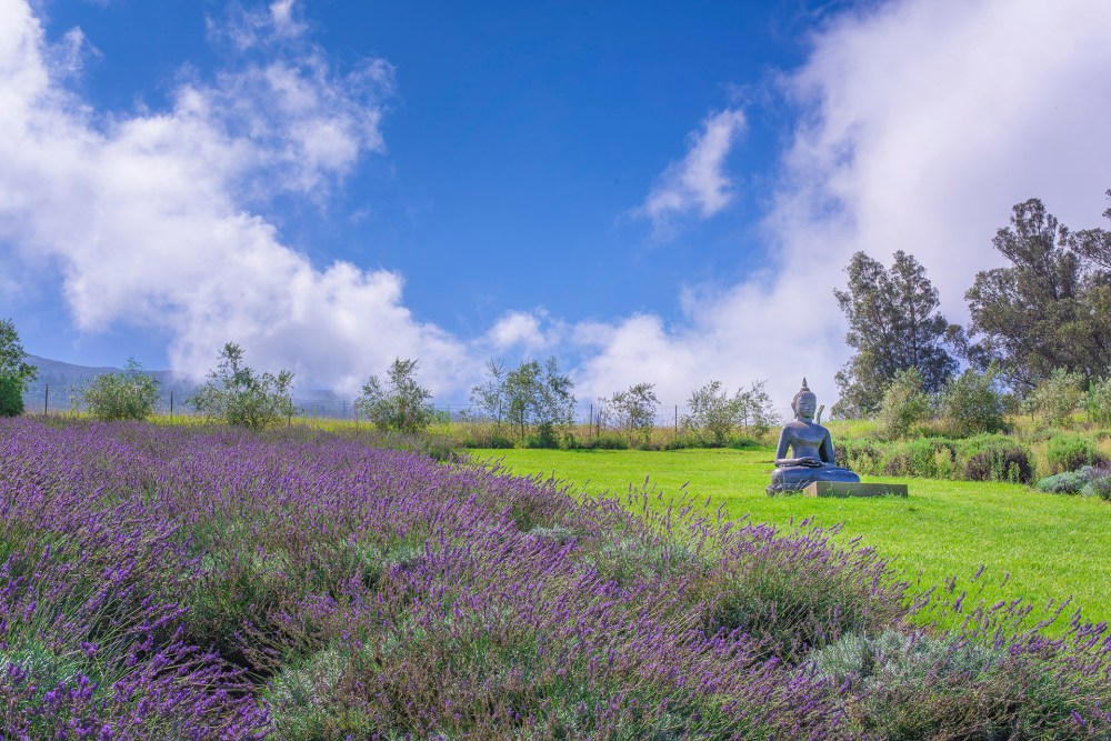 Ali'i Kula Lavender Farm Buddha Statue