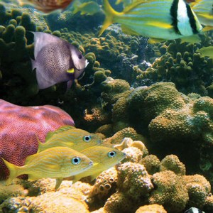 Fish-and-Reef morning turtle snorkel