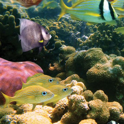 Fish-and-Reef morning turtle snorkel