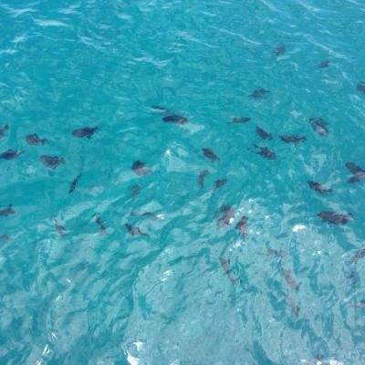 school of fish