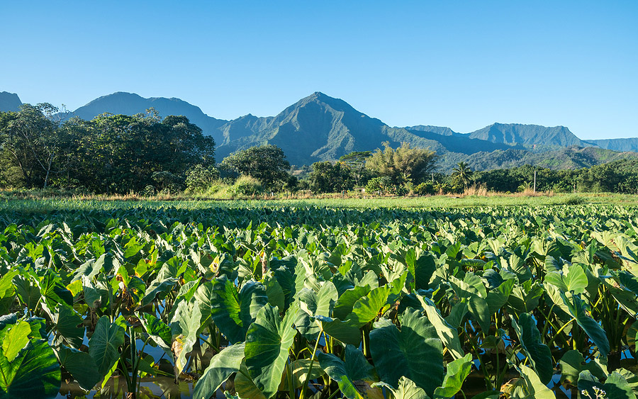 kauai taro plantation