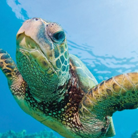 morning turtle snorkel main image
