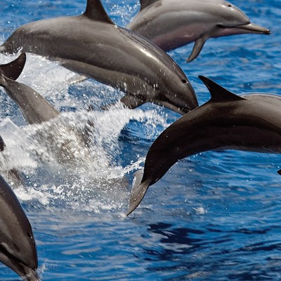 pod of dolphins west oahu dolphin snorkel