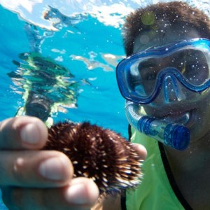 sea urchin morning turtle snorkel