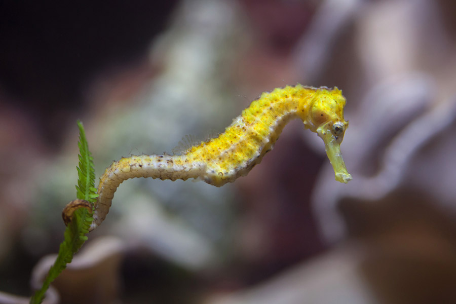 seahorse farm