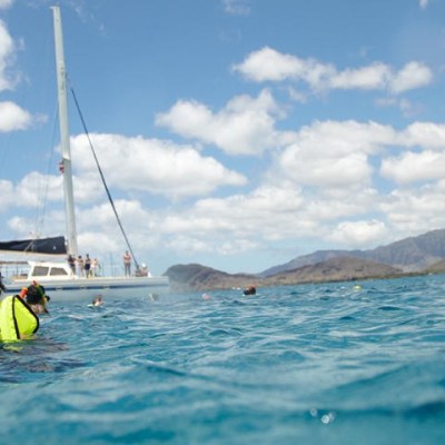 swimmers in the water morning turtle snorkel