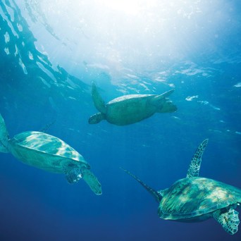 three turtles morning turtle snorkel