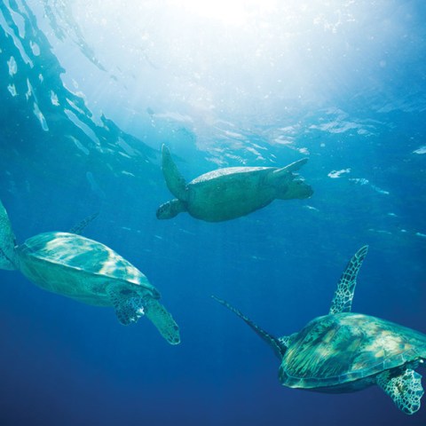 three turtles morning turtle snorkel