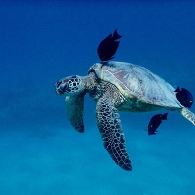turtle and fish west oahu ocean playground
