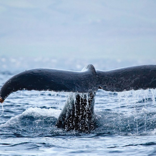 whale tail
