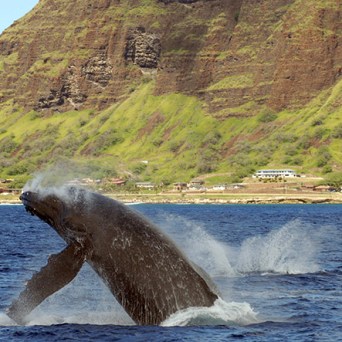 ocean joy cruises - breaching whale