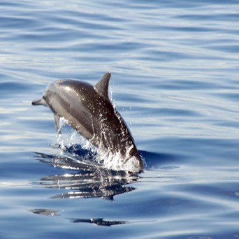 ocean joy cruises - dolphin jumping morning