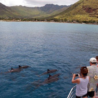 ocean joy cruises - dolphins and onlookers