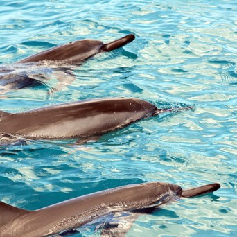 ocean joy cruises - dolphins in the morning