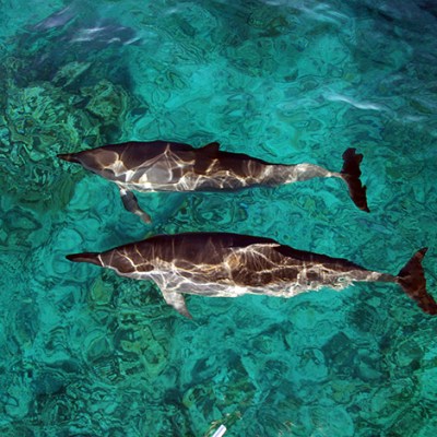 ocean joy cruises - dolphins in the water