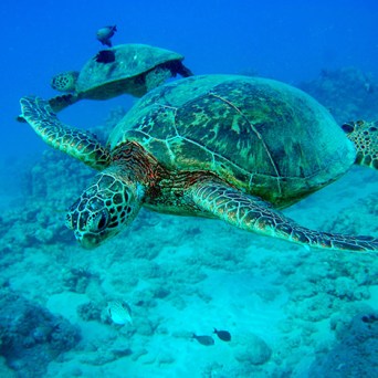 ocean joy cruises - hawaiian turtles