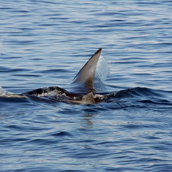 ocean joy cruises - manta ray in the morning