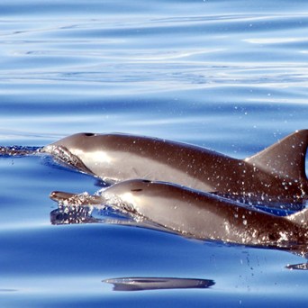 ocean joy cruises - pair of dolphins morning