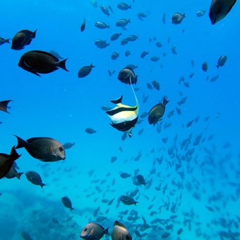 ocean joy cruises - school of black fish