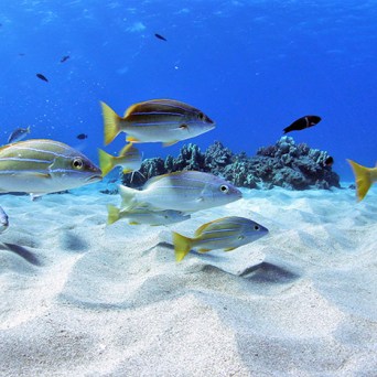 ocean joy cruises - school of striped fish