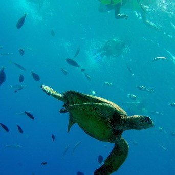 ocean joy cruises - snorkeler and turtle