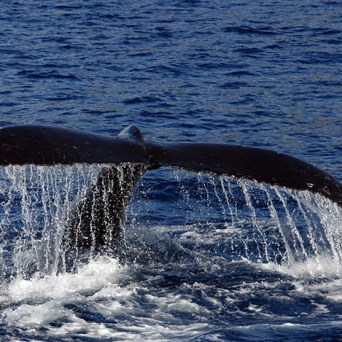 ocean joy cruises - whale fin morning