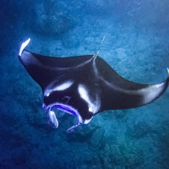 a fish swimming under water