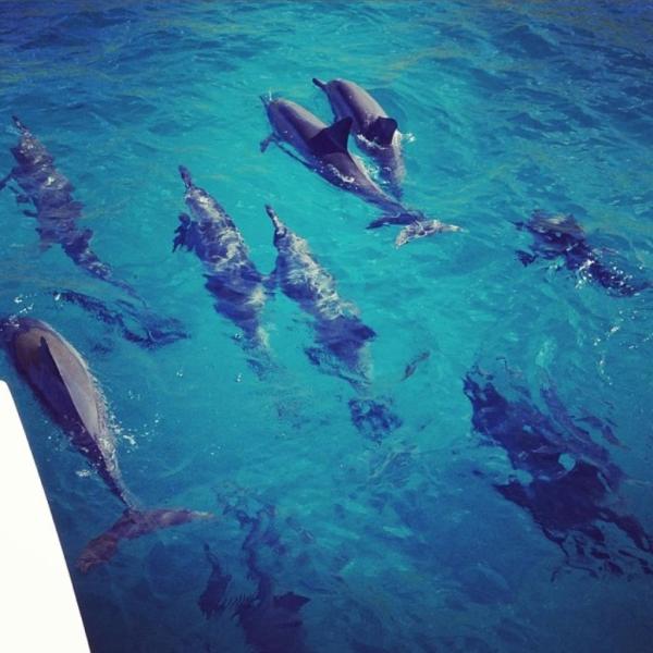a group of people swimming in the water