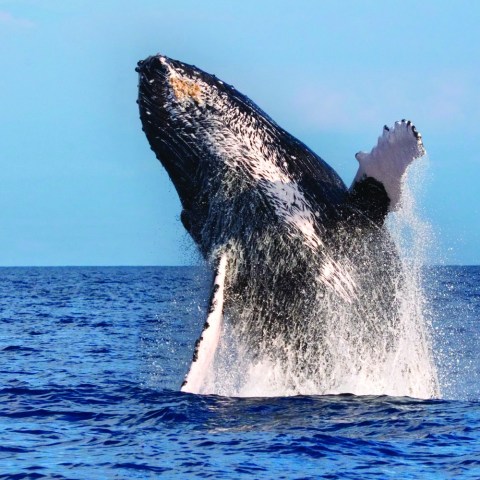 a whale jumping out of the water