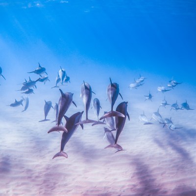 a group of people skiing on the snow