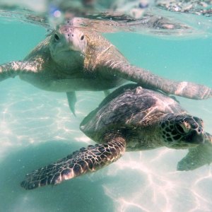 a turtle swimming under water