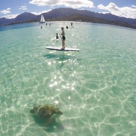 a group of people swimming in a body of water